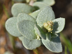 Atriplex leucophylla