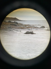 Histrionicus histrionicus