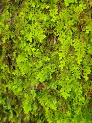 Trichocolea tomentella