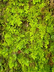 Trichocolea tomentella