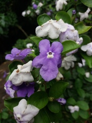 Brunfelsia