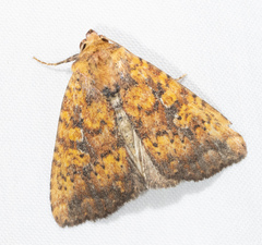 Perigea xanthioides