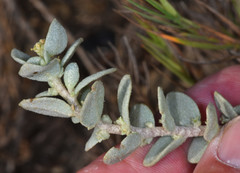 Atriplex leucophylla