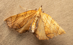 Eulithis diversilineata
