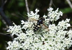 Sericomyia lata