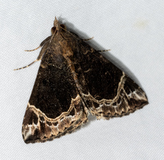 Hypena abalienalis