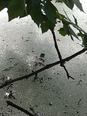 Lithobates catesbeianus