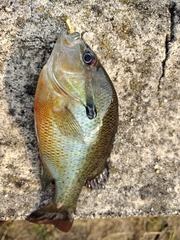 Lepomis auritus