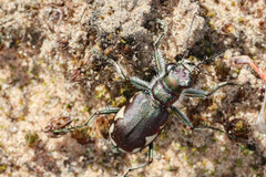 Cicindela scutellaris lecontei