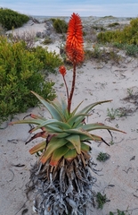 Aloe arborescens