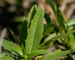 Flourensia thurifera