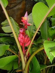 Musa