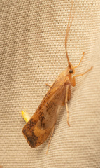 Limnephilus