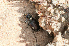 Cicindela scutellaris lecontei
