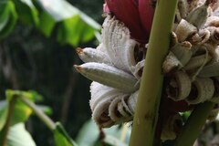 Musa