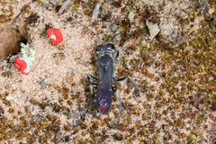 Crabroninae