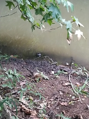 Lithobates catesbeianus