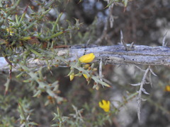 Ulex argenteus subsericeus