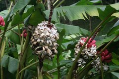 Musa