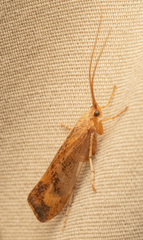 Limnephilus