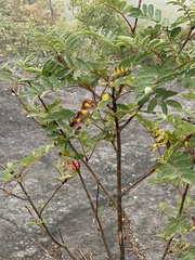 Sorbus decora