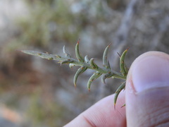 Ulex argenteus subsericeus