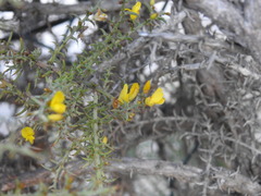 Ulex argenteus subsericeus