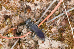 Crabroninae