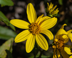 Flourensia thurifera