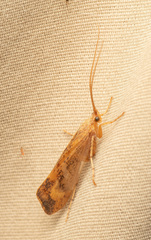 Limnephilus