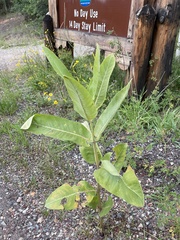 Asclepias speciosa