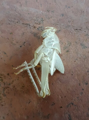 Anacridium aegyptium