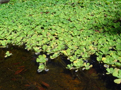 Pistia stratiotes