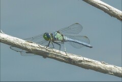 Erythemis collocata