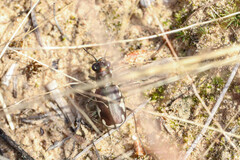 Cicindela scutellaris lecontei