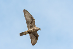 Falco rusticolus