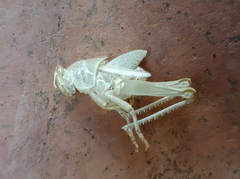 Anacridium aegyptium