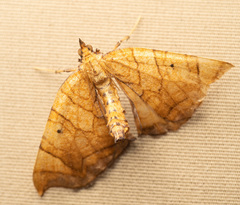 Eulithis diversilineata