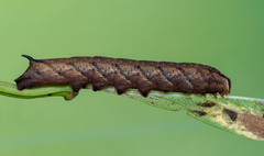 Amphion floridensis