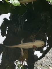 Ambystoma mexicanum