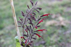 Salvia longistyla
