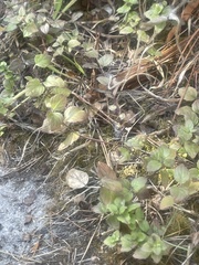 Clinopodium douglasii