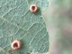 Neuroterus numismalis