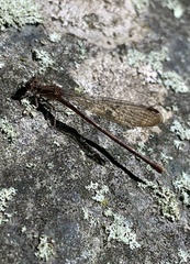 Argia fumipennis