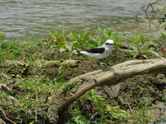 Fluvicola nengeta