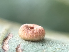 Neuroterus numismalis