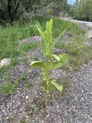 Asclepias speciosa