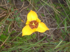 Iridaceae