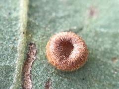 Neuroterus numismalis