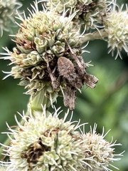 Araneus saevus